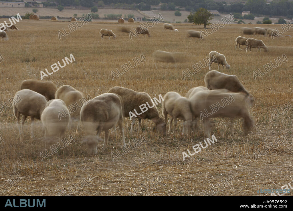 Rebaño de ovejas. Son Brondo. Lloret de vistalegre.Es Pla.Mallorca.Illes Balears.España.