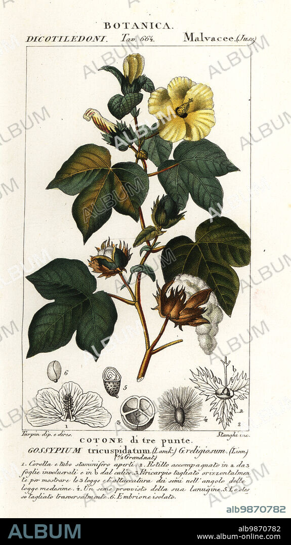 Upland cotton or Mexican cotton, Gossypium hirsutum. (Gossypium tricuspidatum, Gossypium religiosum, Cotone di tre punte.) Handcoloured copperplate stipple engraving from Antoine Laurent de Jussieu's Dizionario delle Scienze Naturali, Dictionary of Natural Science, Florence, Italy, 1837. Illustration engraved by Stanghi, drawn and directed by Pierre Jean-Francois Turpin, and published by Batelli e Figli. Turpin (1775-1840) is considered one of the greatest French botanical illustrators of the 19th century.