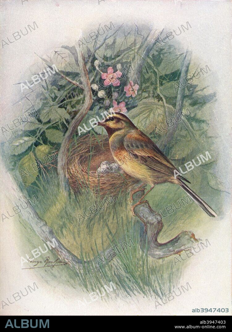 'Cirl-Bunting - Emberi'za cirl'us', c1910, (1910). From Britain's Birds and Their Nests, by A. Landsborough Thomson. [The Waverley Book Company, Limited, W. & R. Chambers, Limited, London & Edinburgh, 1910].