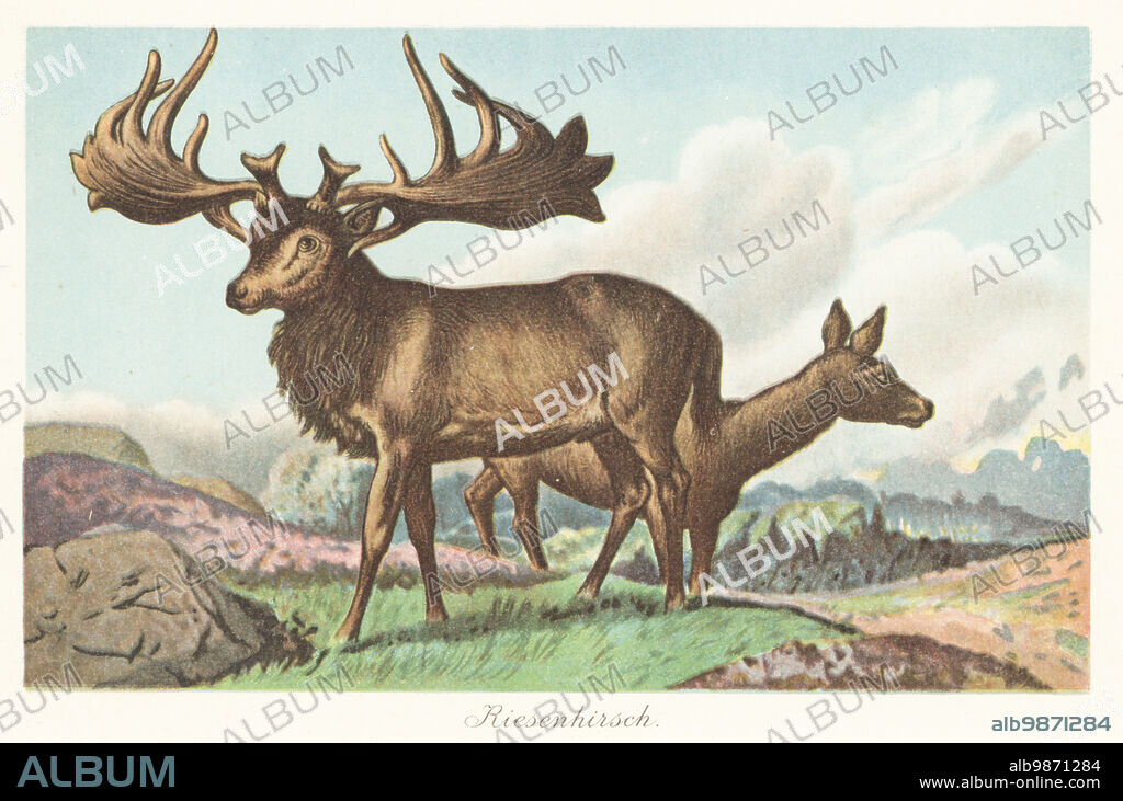 Reconstruction of the Irish elk, Megaloceros giganteus, extinct species of deer in the genus Megaloceros, from the Pleistocene. Riesenhirsch. Colour printed illustration by F. John from Wilhelm Bolsches Tiere der Urwelt (Animals of the Prehistoric World), Reichardt Cocoa company, Hamburg, 1908.