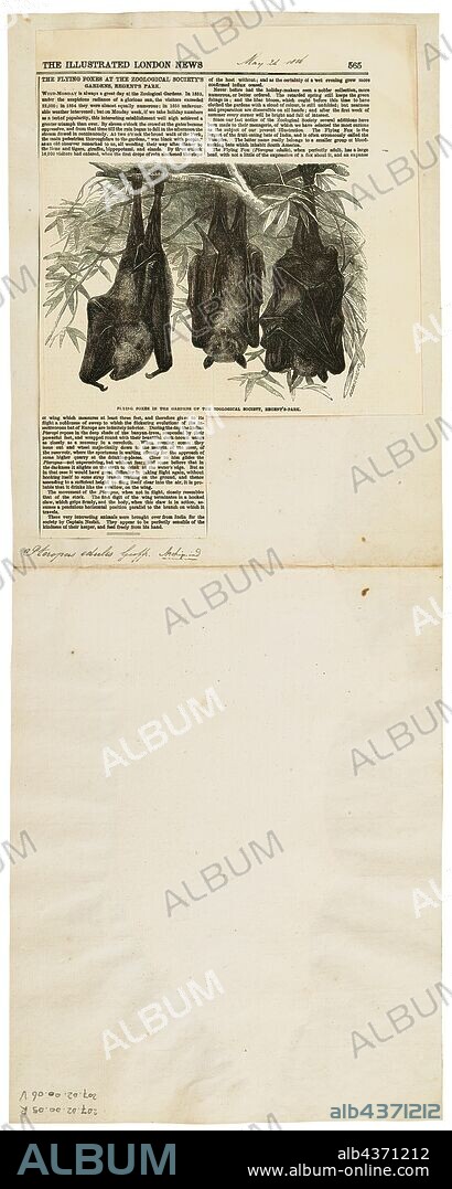 Pteropus edulis, Print, The black-eared flying fox, species Pteropus melanotus, is a bat of the family Pteropodidae (megabats). Also known as Blyth's flying fox, it is found on the Andaman Islands and Nicobar Islands (India), and in Sumatra (Indonesia). A population on Christmas Island, which is critically endangered, has been placed as a subspecies of this population. The conservation and taxonomic status of that population was later re-established as a distinct species, the Christmas Island fruit-bat Pteropus natalis., 1700-1880.