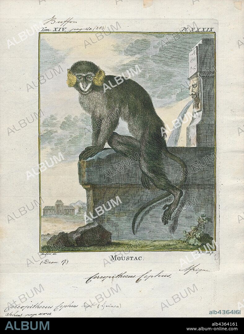 Cercopithecus cephus, Print, The moustached guenon or moustached monkey (Cercopithecus cephus) is a species of primate in the family Cercopithecidae. It is found in Angola, Cameroon, Central African Republic, Republic of the Congo, Democratic Republic of the Congo, Equatorial Guinea, and Gabon., 1700-1880.