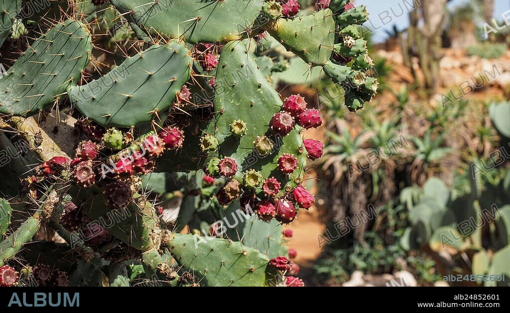 Prickly pear cactus (Opuntia robusta)