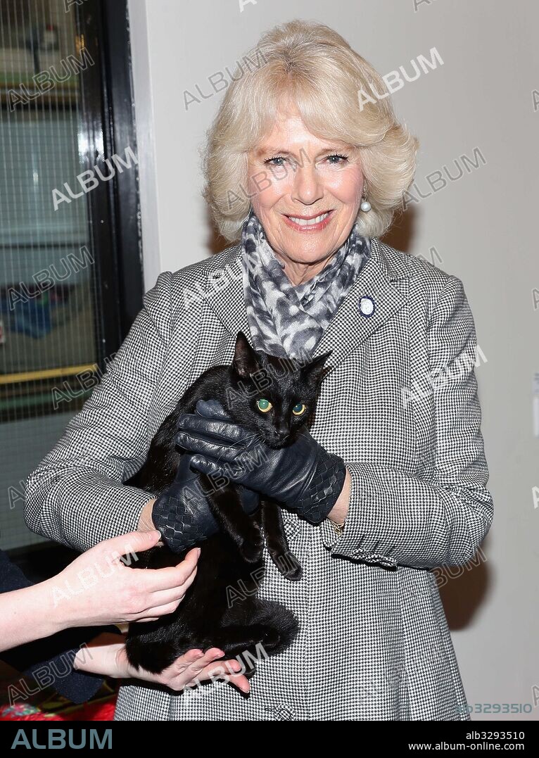 CAMILLA PARKER BOWLES. February 1, 2017 - London, London, United Kingdom - Image licensed to i-Images Picture Agency. 01/02/2017. London, United Kingdom. Camilla, Duchess Of Cornwall with Luna the cat during a visit to Battersea Dogs and Cats Home in Old Windsor, United Kingdom Picture by ROTA / i-Images UK OUT FOR 28 DAYS. 01/02/2017