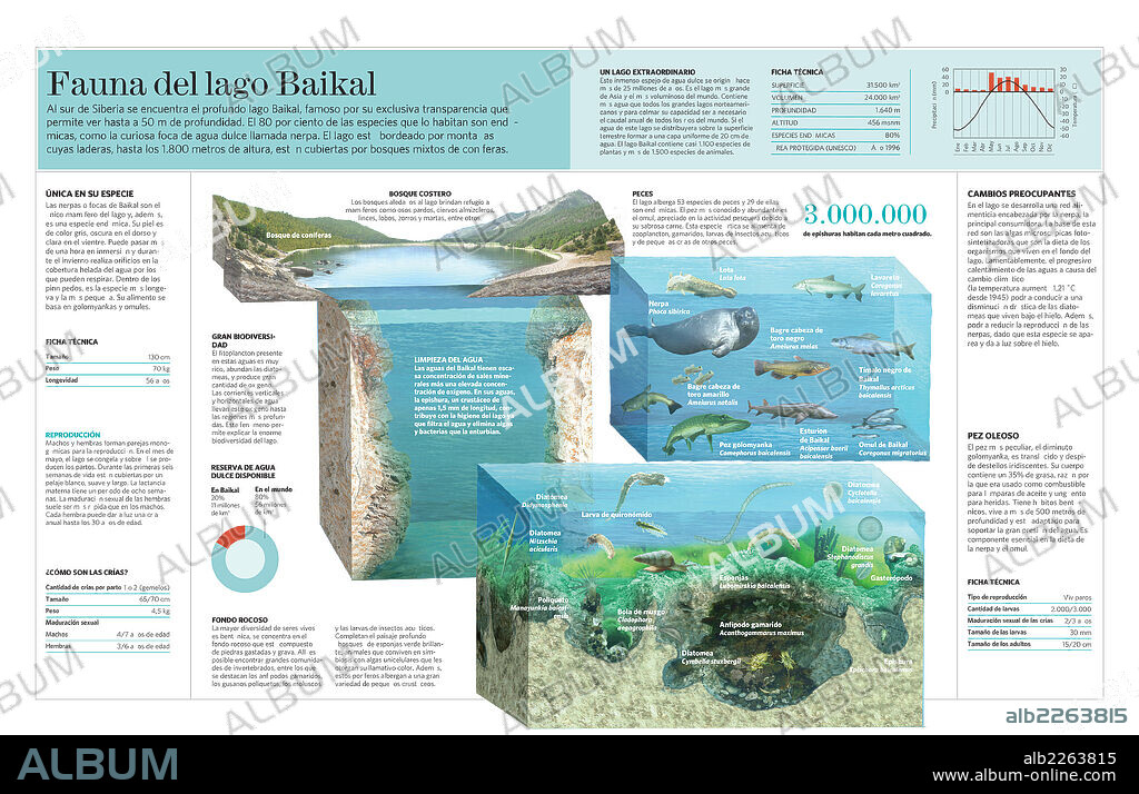 Fauna del lago Baikal. Infografía de la fauna que habita en el lago Baikal (Rusia).