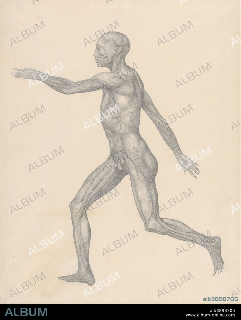 GEORGE STUBBS. A Comparative Anatomical Exposition of the Structure of the Human Body with That of a Tiger and a Common Fowl: Human Figure, Lateral View, after Removal of the Skin and the Underlying Fascial Layers (Finished Study for Table XIII). Date/Period: Between 1795 and 1806. Drawing. Graphite; verso: graphite with pen and red-brown ink on cream, thin, smooth, wove paper. Height: 489 mm (19.25 in); Width: 387 mm (15.23 in).
