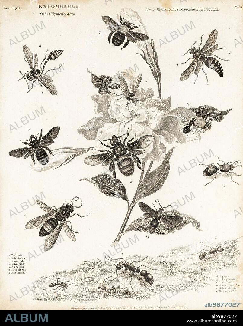 Greater banded hornet, Vespa tropica 1, carpenter bees, Xylocopa violacea 6, Xylocopa aestuans 7, ants, Camponotus cruentatus 8, Carebara bengalensis 9, and velvet ants, Traumatomutilla americana 11, etc. Copperplate engraving by Milton from Abraham Rees' Cyclopedia or Universal Dictionary of Arts, Sciences and Literature, Longman, Hurst, Rees, Orme and Brown, London, 1813.