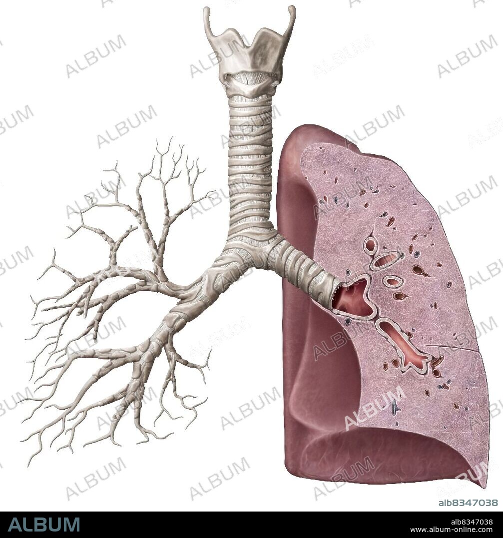 This image shows a cross section of the lungs, which reveals the main bronchus, the lobe bronchus and the terminal bronchiole.