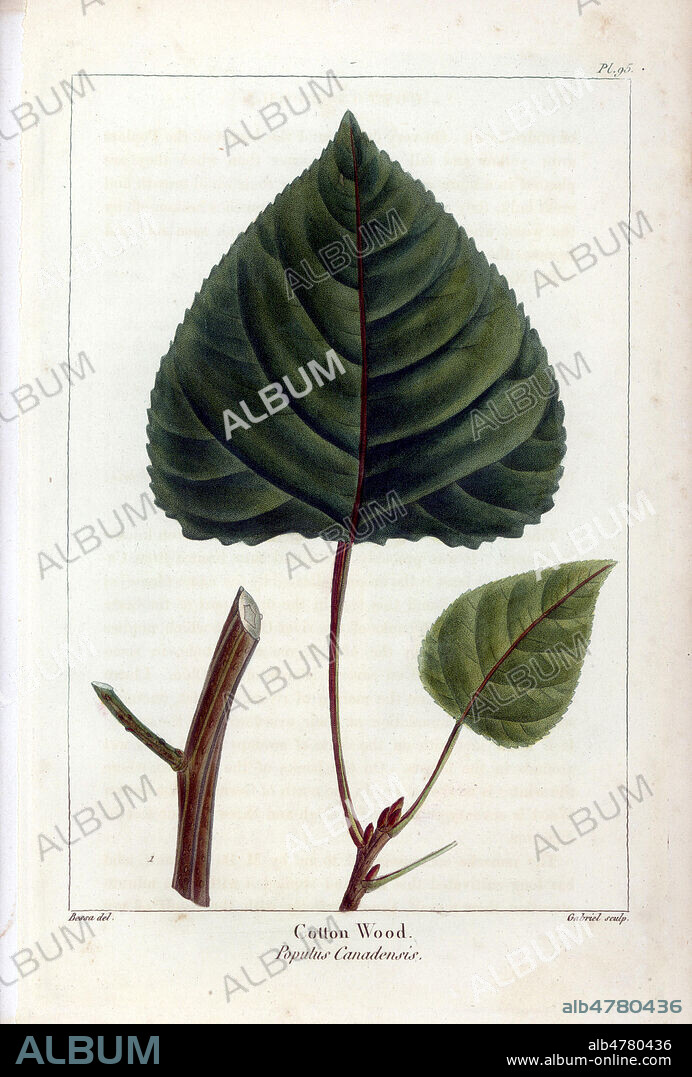 Peuplier du Canada : Cottonwood tree, Populus canadensis. Handcolored stipple engraving from a botanical illustration by Pancrace Bessa, engraved on copper by Gabriel, from Francois Andre Michaux's "North American Sylva," Philadelphia, 1857. French botanist Michaux (1770-1855) explored America and Canada in 1785 cataloging its native trees.Gravure 19eme siecle, par P. BESSA, in La FLore de l'Amerique du Nord, par Andre Francois MICHAUX , 1857. Credit FLO/KHARBINE TAPABOR.