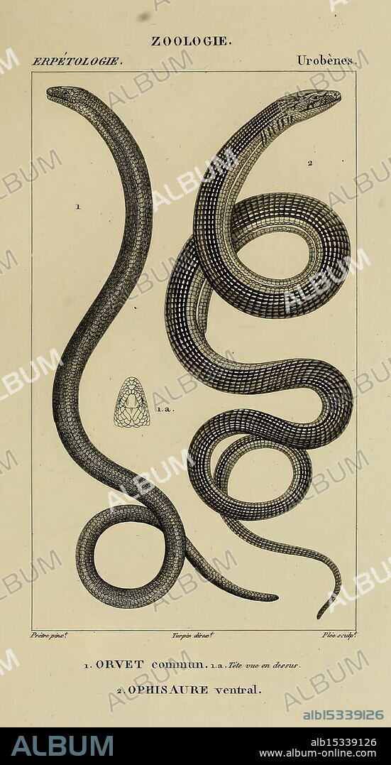Dictionnaire des sciences naturelles Strasbourg Paris F. G. Levrault Le Normant 1816-1830, The illustration features two detailed depictions of serpentine creatures. The first is labeled '1. ORVET commun,' showcasing a slender, elongated body with a smooth texture and a pointed tail, emphasizing its streamlined form. The second depiction, labeled '2. OPHISAURE ventral,' presents a slightly thicker body with distinct patterns and scales along its length, suggesting a different species. Both specimens are oriented to highlight their lengths and are accompanied by a smaller inset image, possibly providing additional anatomical details or a close-up view of a specific feature. The precision of the lines and the clarity of the labels reflect a focus on biological study, typical of zoological illustrations from earlier eras.