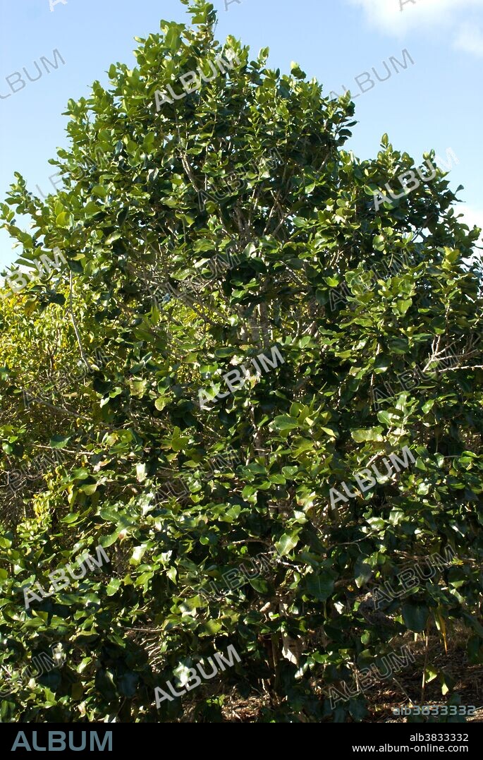 This Black Ebony Tree (Diospyros egrettarum) is critically endangered and endemic to Iles Aux Aigrettes, Mauritius. The island is maintained by the Mauritian Wildlife Foundation to preserve endangered and rare flora and fauna.