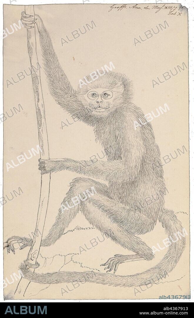 Ateles marginatus, Print, The white-cheeked spider monkey (Ateles marginatus) is a species of spider monkey, a type of New World monkey, endemic to Brazil. It moves around the forest canopy in small family groups of two to four, part of larger groups of a few dozen animals. This monkey feeds on leaves, flowers, fruits, bark, honey and small insects, and it is an important means of seed dispersal for forest trees. Females give birth after a 230-day gestation period. The population of this monkey is decreasing as its forest habitat is lost to soybean production, deforestation and road construction. It is also regarded as a delicacy and hunted for food. For these reasons, the International Union for Conservation of Nature has assessed the animal's conservation status as being "endangered"., 1809.