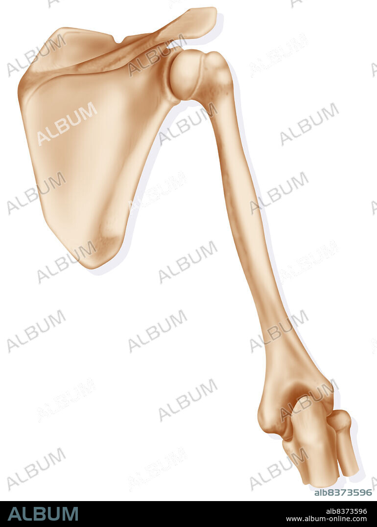 Représentation de l'épaule et des os qui la constituent : l'omoplate (ou scapula) à gauche, l'humérus à droite dont la tête est logée dans la surface articulaire de l'omoplate, jusqu'à l'articulation du coude en bas avec l'extrémité proximale du cubitus à gauche et du radius à droite.