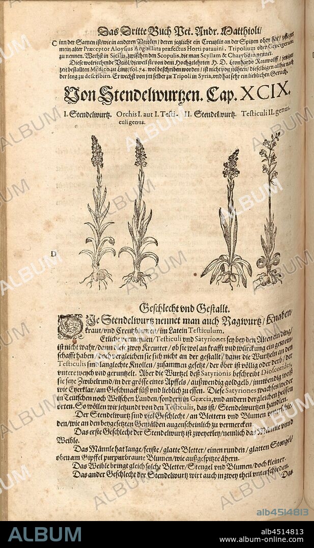 Orchis purpurea, I. I. Testiculi the genus and the Testiculi 2. race, Stendelwurtz, Fol. 302v, 1590, Pietro Andrea Mattioli, Joachim Camerarius: Kreuterbuch desz hochgelehrten unnd weitberühmten Herrn D. Petri Andreae Matthioli. Franckfort am Mayn: [Feyrabendt], 1590.