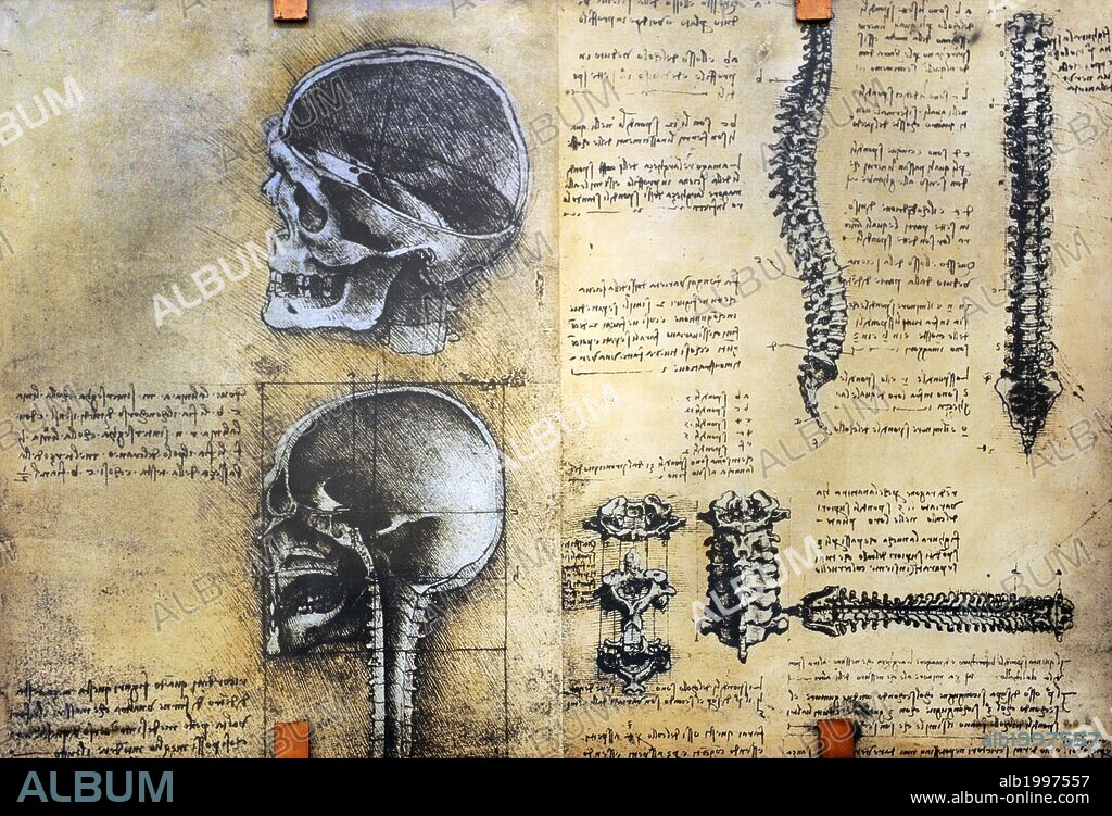 HISTORIA DE LA MEDICINA. Estudio de la estructura esquelética realizada por Leonardo Da Vinci. La transparencia, la perspectiva y la sección de puntos de vista se usan para describir lo que Leonardo considera que es la más perfecta de las máquinas. Después de sus primeros estudios en 1490, Leonardo lleva a cabo una serie de autopsias y disecciones entre 1507 y 1511 en Florencia, Milán y Pavía. Describe cráneo como el hogar del alma. Museo Nacional de la Ciencia y la Tecnología Leonardo Da Vinci. Milán. Italia.