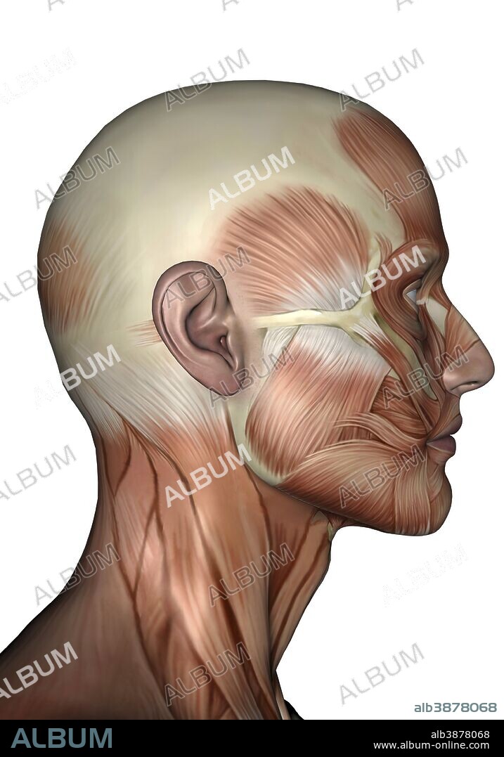 Human anatomy of male facial muscles, profile view.