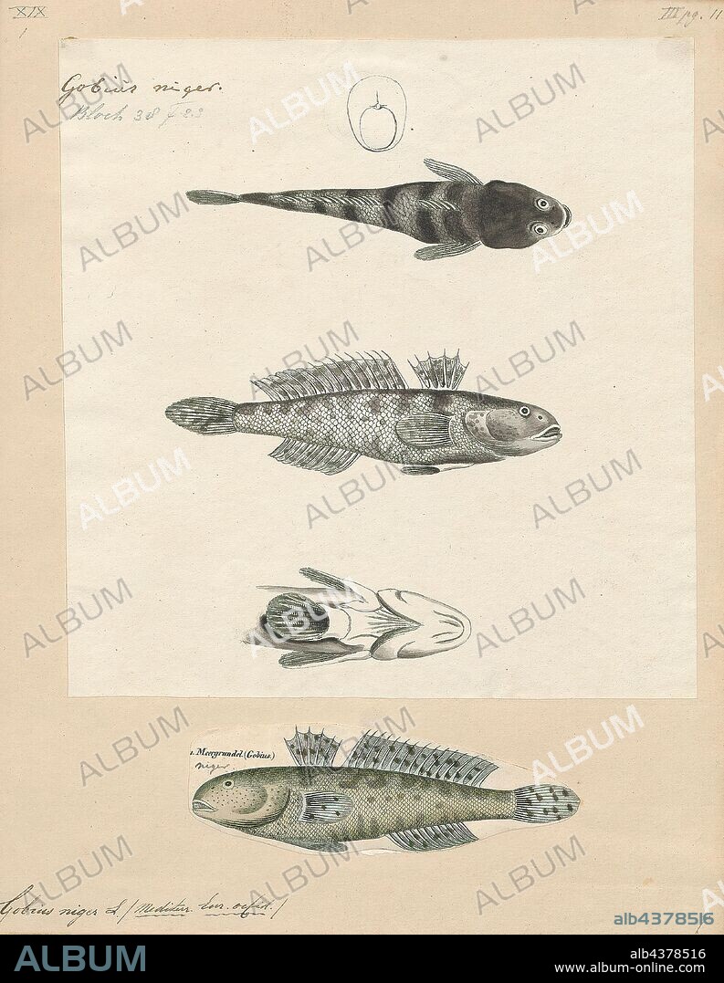 Gobius niger, Print, The black goby (Gobius niger) is a species of ray-finned fish found in the Eastern Atlantic and Mediterranean Sea and Black Sea. It inhabits estuaries, lagoons, and inshore water over seagrass and algae. It feeds on a variety of invertebrates and sometimes small fish. This species can also be found in the aquarium trade., 1700-1880.