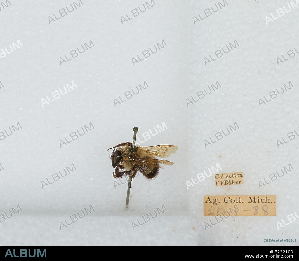 Michigan State University, Ingham, Michigan, United States, Bombus sp., Animalia, Arthropoda, Insecta, Hymenoptera, Apidae, Apinae.