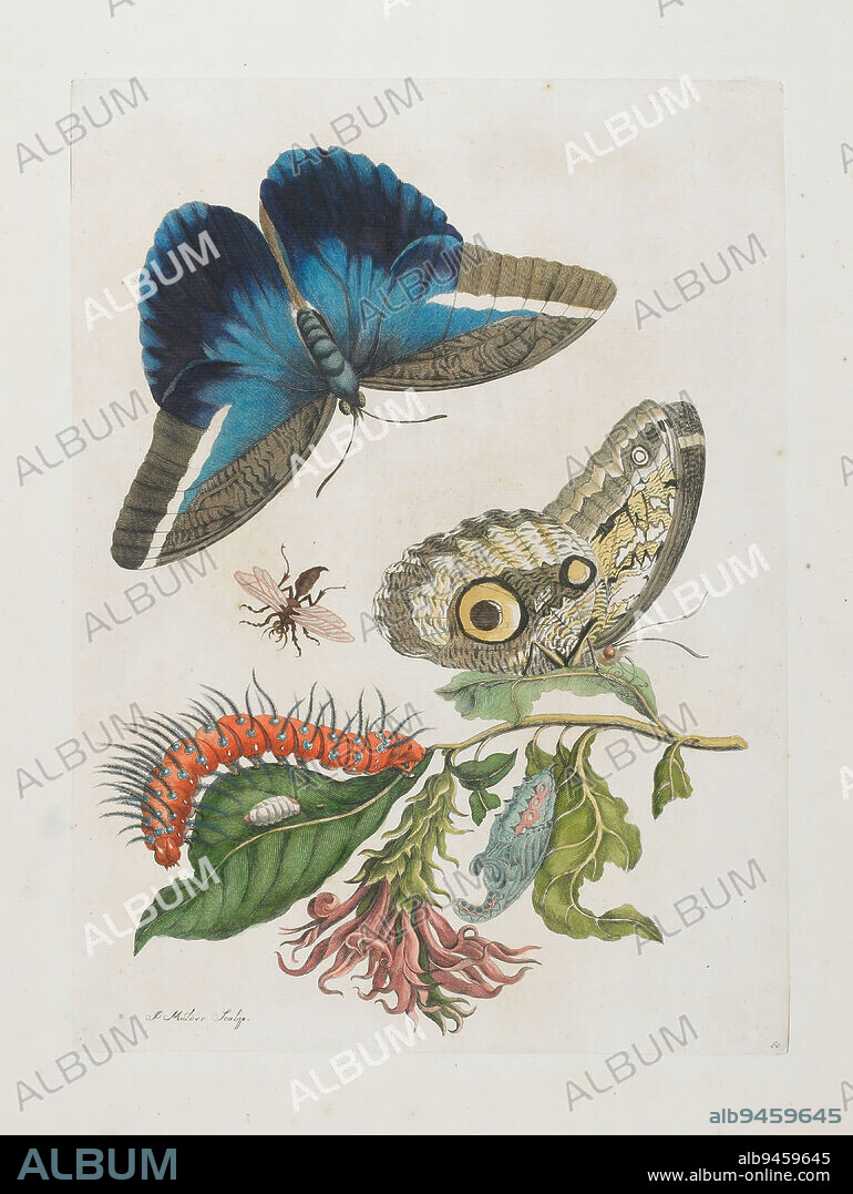 Blue Butterflies and Red Larva, Blue Spines, c. 1705-1717, After Maria Sibylla Merian; Engraver: Joseph Mulder, German, 1647-1717, 13 x 9 5/8 in. (33.02 x 24.45 cm) (sheet), Hand-colored etching and engraving, Netherlands, 18th century, In January 1701 Merian wrote, 'I set out into the forest to see if I could discover anything; I found this elegant red blossom on a tree; neither the name nor the properties of this tree are known to the inhabitants of this country.' The butterfly is Caligo idomeneus (Linneaus), called an Owl Butterfly, because the large eye-spots on the undersides of the wings resembles the head of an owl when the wings are open. The larva illustrated is not that of an owl butterfly, but an unidentified species of silk moth. Merian also included a wasp, noting that wasps 'are found everywhere in Suriname, even in the houses and in the fieldsThey sting any man or animal which comes near them and disturbs their activities.'.