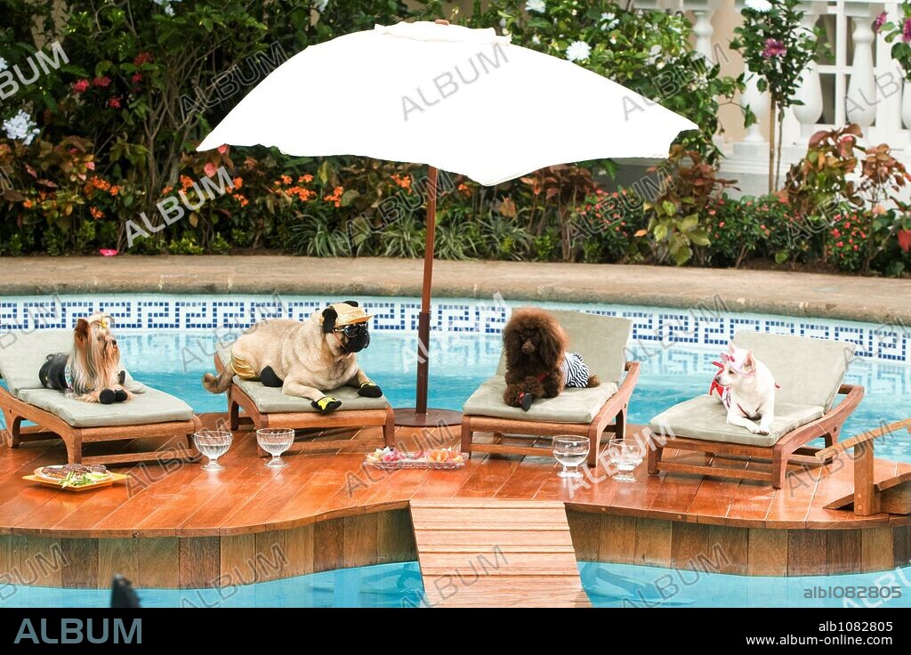 BEVERLY HILLS CHIHUAHUA, 2008, réalisé par RAJA GOSNELL. Copyright WALT DISNEY PICTURES / DAZA, DANIEL.