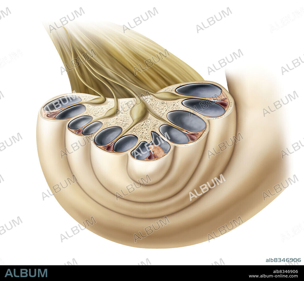 Sensory organ of hearing, formed of a spiral tube filled with various fluids; it receives the vibrations of the ossicles and transforms them into nerve impulses.