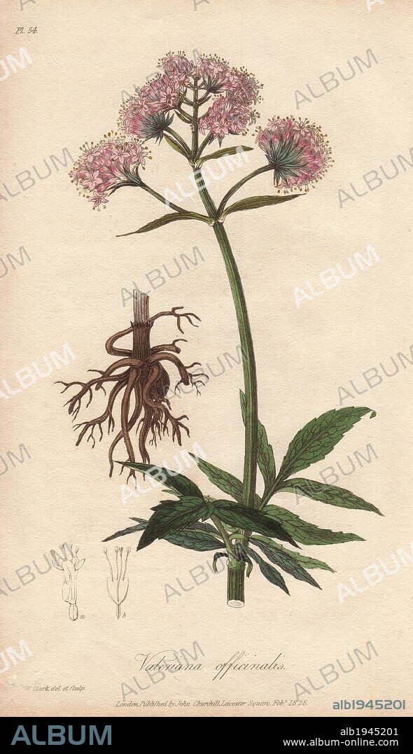 Valerian, Valeriana officinalis. Handcoloured botanical illustration drawn and engraved on steel by William Clark from John Stephenson and James Morss Churchill's "Medical Botany: or Illustrations and descriptions of the medicinal plants of the London, Edinburgh, and Dublin pharmacopœias," John Churchill, London, 1831. William Clark was former draughtsman to the London Horticultural Society and illustrated many botanical books in the 1820s and 1830s.