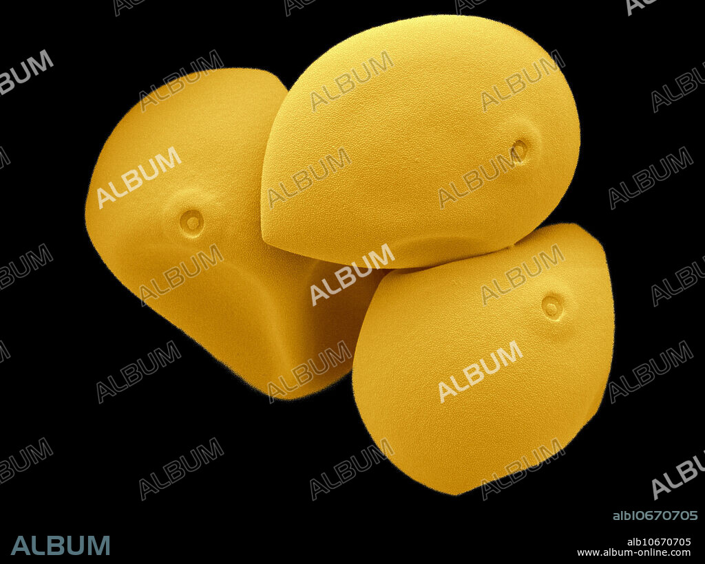 Similar to many other grasses, corn is pollinated by wind-borne pollen. When collected, the pollen grains are collapsed due to dehydration. This image shows the deformed pollen grains. Enhanced SEM. Image width: 190 micrometers. Magnification: 526x if the image is printed 10 cm wide.