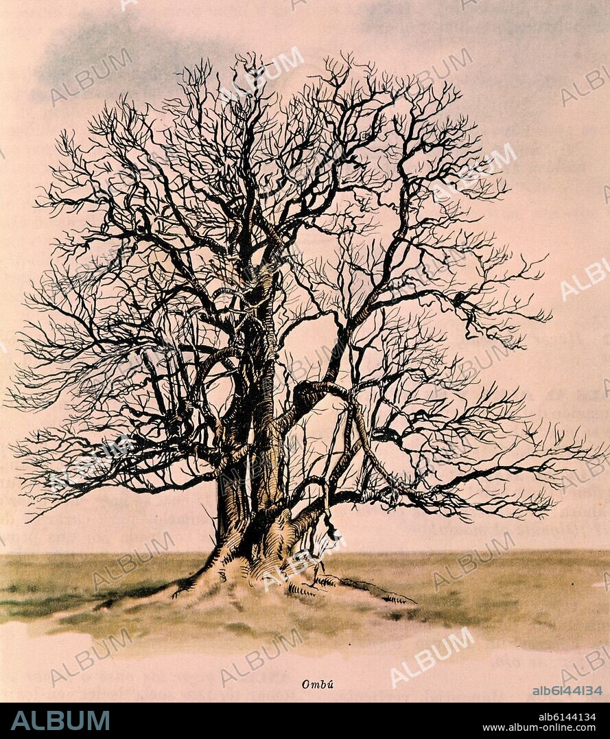 GRABADO DEL ARBOL LLAMADO OMBU.