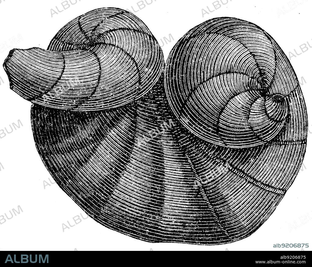 Biceras arietinua - Jurastic fossil organisms, encyclopedia 'Education', Russia, 1896.