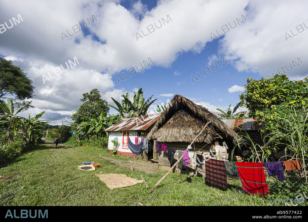 frijoles secandose, Lancetillo, La Parroquia, zona Reyna, Quiche, Guatemala, Central America.