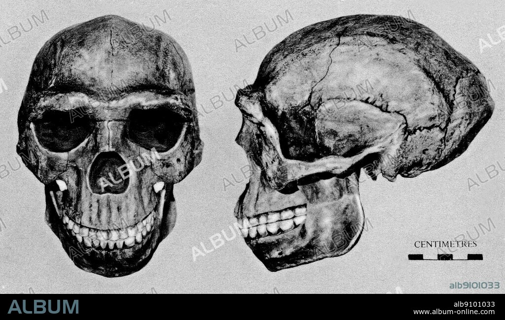 Fossil man: Model of restored skull of Peking Man (Pithecanthropus pekinensis) from cave deposit at Choukoutien, China.