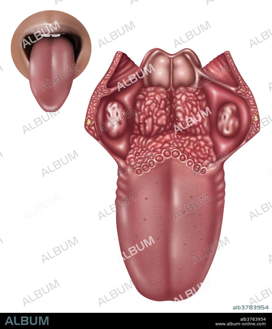 Anatomy of Human Tongue, Illustration