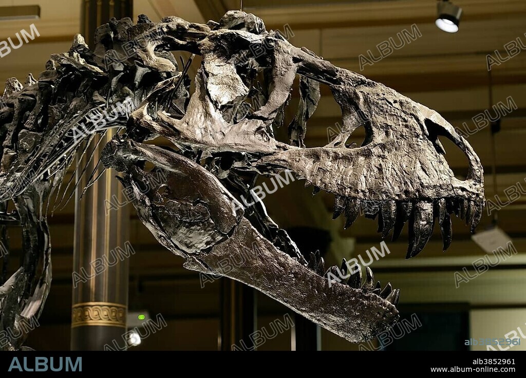 Skull of the until now best preserved skeleton of Tyrannosaurus rex or T. rex, Tristan Otto, Naturkundemuseum, Natural history museum, Berlin, Germany