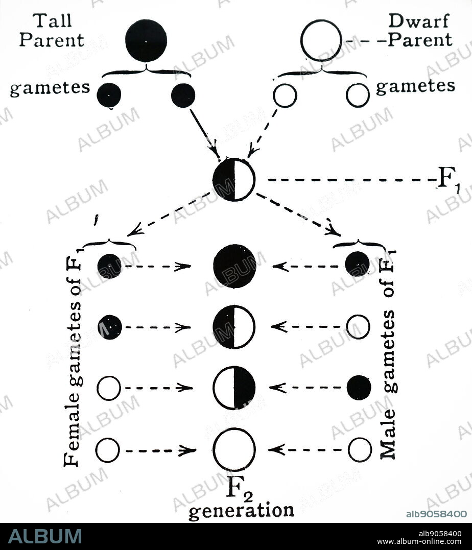 Scheme of inheritance for cross of tall and dwarf pea. From RC Punnett, Mendelism, London, 1912.