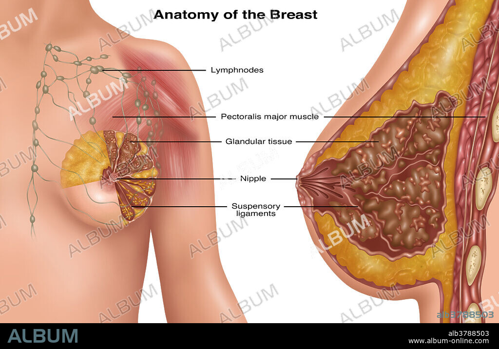 Illustration detailing the anatomy of a female breast. Depicted are lymph nodes (green), pectoris major muscle (red muscle tissue), glandular tissue (brown), nipple (light pink centre point), and suspensory ligaments (light pink strands).