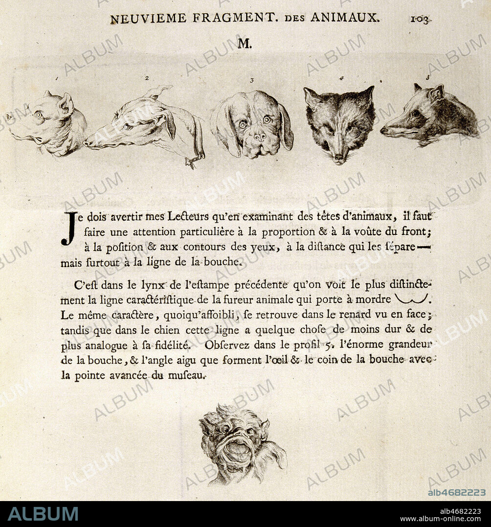 Tetes de chiens et d'un renard. Illustration tiree de l'ouvrage de LAVATER (1741-1801) 'Essai sur la physiognomonie', publie en 1781. (18e, 18eme, XVIIIeme s.) Credit : JEAN VIGNE / KHARBINE-TAPABOR.
