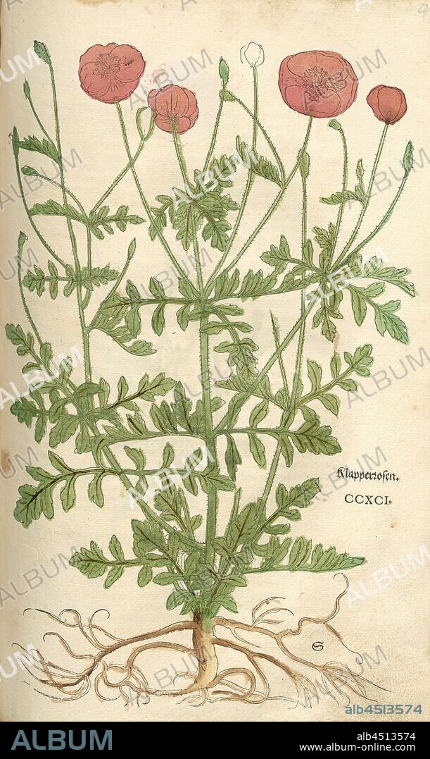 Klapper Rosen, Fig. 293, CCXCI, Capitel CLI-CC., Leonhart Fuchs: New Kreuterbuch, in welchem nit allein die gantz histori, das ist, namen, gestalt, statt und zeit der wachsung [...] des meysten theyls der Kreuter so in Teutschen und andern Landen wachsen, [...] beschriben, sonder auch aller derselben wurtzel, stengel, [...] abgebildet und contrafayt ist. Basell: Isingrin 1563.