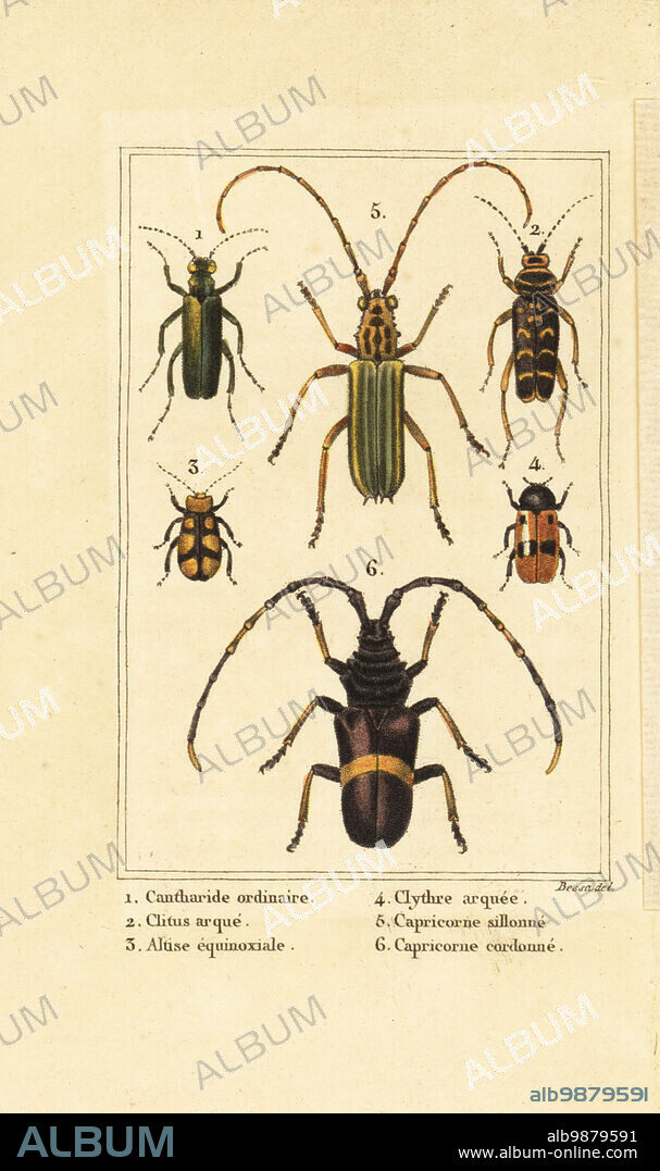 Spanish fly beetle, Lytta vesicatoria 1, wasp beetle, Clytus arietis 2, Altica equinoctialis 3, Clytra quadripunctata 4, longhorn beetles, Chlorida festiva 5 and Trachyderes succinctus 6. Handcoloured stipple engraving by Pancrace Bessa from Charles Malos Les Insectes, Louis Janet, Paris, 1820.