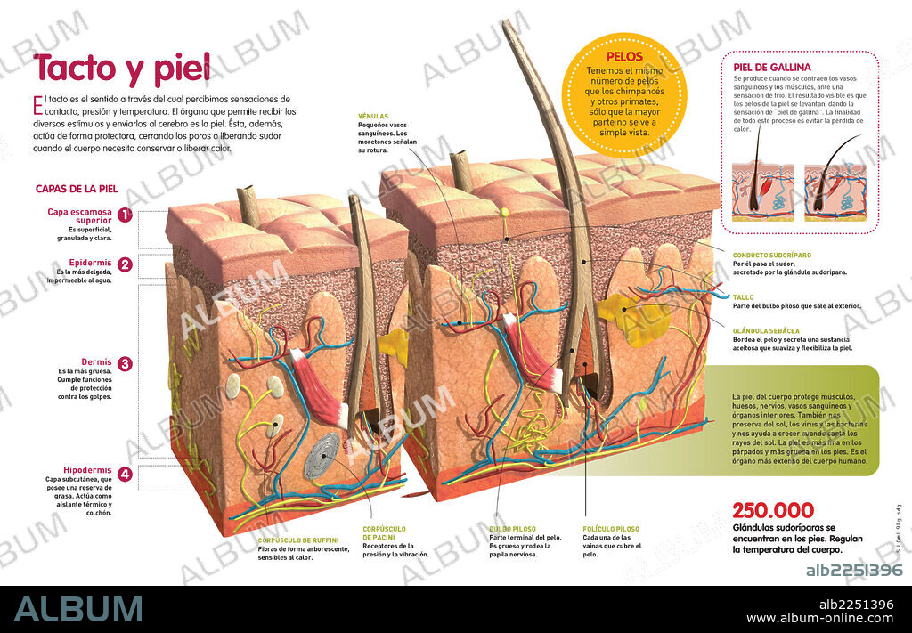 Tacto y piel. Infografía que describe los componentes y funciones de la piel, el órgano más extenso del ser humano.