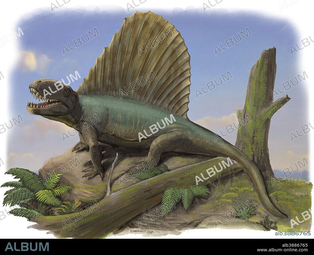 Dimetrodon limbatus.