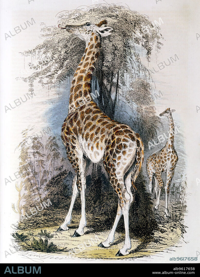 Giraffe browsing on a tree, 1836. Jean-Baptiste Lamarck (1744-1829) French naturalist, considered that the giraffe illustrated 'Transformism' (also known as Lamarckism), his theory of evolution which stated that acquired characteristics could be inherited. His theory was rejected by geneticists from the 1930s onwards, except in the Soviet Union, where it continued to be accepted until the 1960s. Lamarck is also credited with being the first to use the term 'biology'.