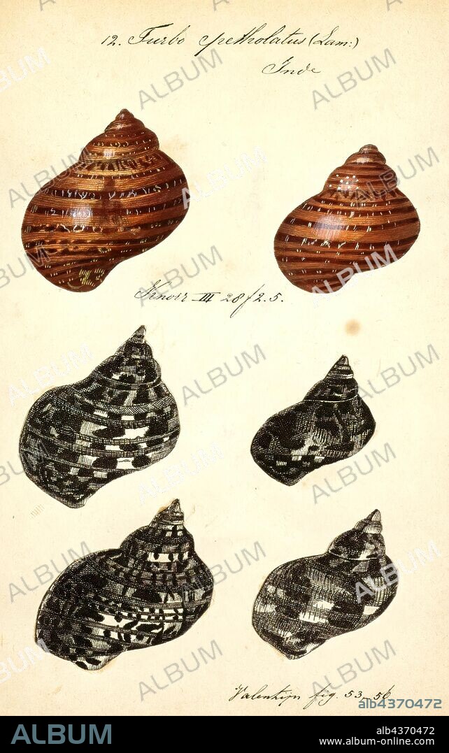 Turbo petholatus, Print, Turbo petholatus, common name the tapestry turban, is a species of sea snail, marine gastropod mollusk in the family Turbinidae.