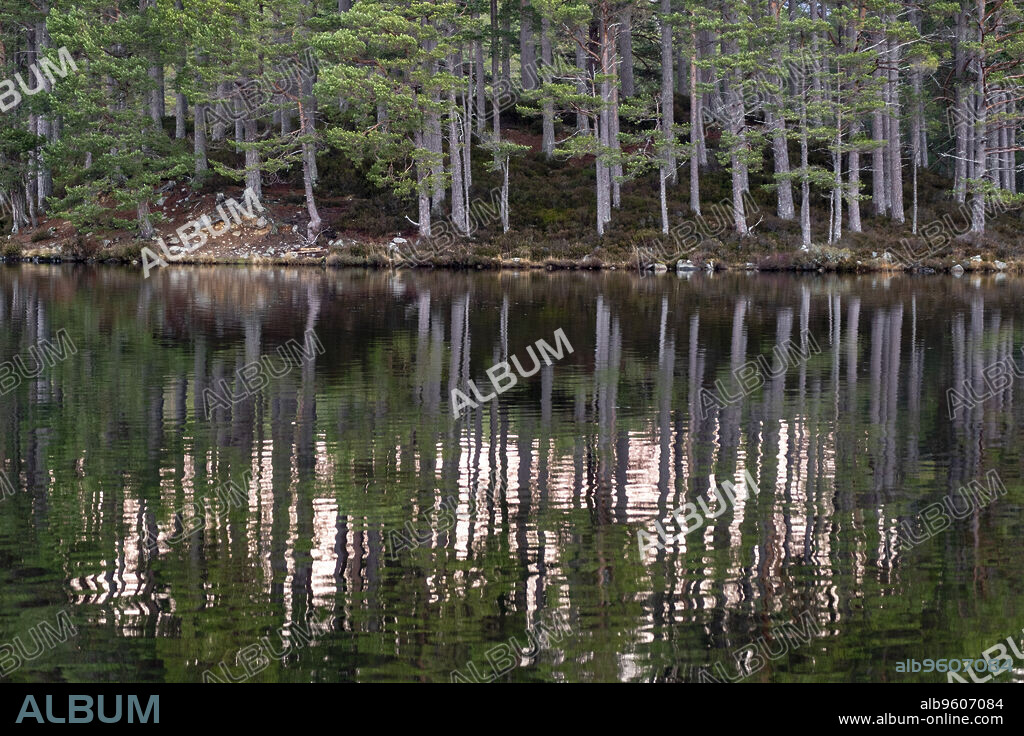 bosque de Rothiemurchus, Loch an Eilein, Parque Nacional de Cairngorms, Highlands, Escocia, Reino Unido.