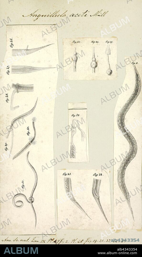 Anguillula aceti, Print, The free-living nematode Panagrellus redivivus (common names include vinegar eel, vinegar eelworm, vinegar nematode, paste worm, starch worm, sour paste nematode, sour paste eelworm, beer felt nematode, and beer mat nematode), is a tiny nematode that can be found living in beer mats, insect frass, slime from tree wounds, wheat paste, and mother of vinegar. Their environment makes them exceptionally tolerant of variation in acidity and alkalinity and they may be able to tolerate a wider range than any other nematode species, being able to survive from pH 1.6 to 11. One of thirteen currently recognized species of Panagrellus, P. redivivus is about 50 µm in diameter and just over 1 mm in length, barely visible to the naked eye. Subsisting on yeast, it is easily cultured at home on a substrate of flour paste or porridge inoculated with dry yeast. Females reach maturity in about three days and deliver live young rather than eggs, as most nematodes produce.
