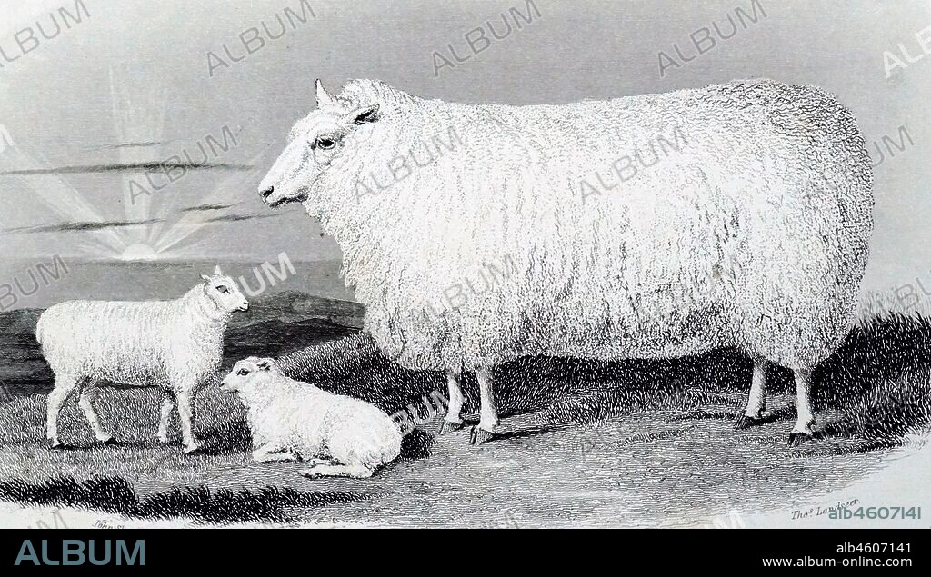 An engraving depicting a new Leicester or Dishley sheep. This breed was a result of selective breeding carried out by Robert Bakewell (1725-1795) on his farm at Dishley, Leicestershire. Dated 19th century.