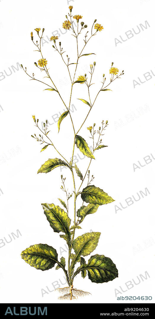 Der Gemeine Rainkohl, Lapsana communis, auch Gemeine Milche, Gewöhnlicher Rainkohl, Rainkohl, ist die einzige Art der Pflanzengattung Lapsana innerhalb der Familie der Korbblütler / Lapsana communis, the common nipplewort.