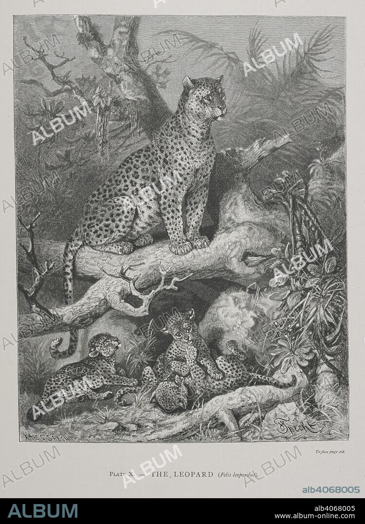 ALFRED RUSSEL WALLACE. The Leopard. The Geographical Distribution of Animals, with a study of the relations of living and extinct faunas as elucidating the past changes of the earth's surface. ... . London, 1876. Source: 07209.dd.1 plate X.