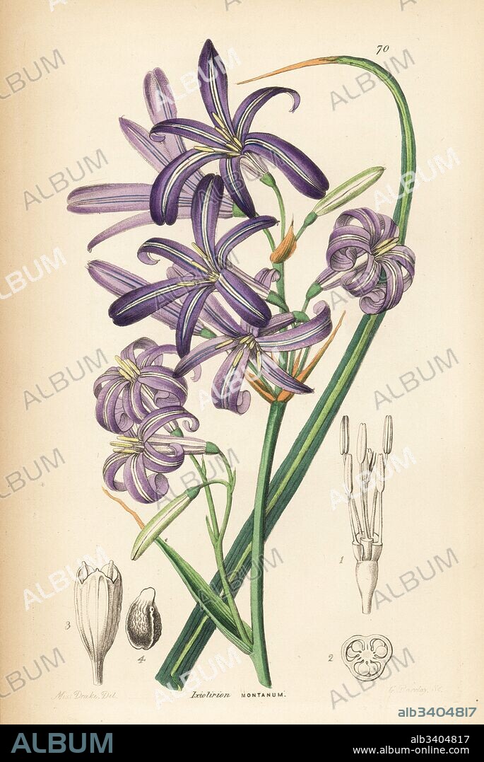 Siberian lily or lavender mountain lily, Ixiolirion tataricum (Mountain ixia-lily, Ixiolirion montanum). Handcoloured copperplate engraving by G. Barclay after Miss Sarah Drake from John Lindley and Robert Sweet's Ornamental Flower Garden and Shrubbery, G. Willis, London, 1854.