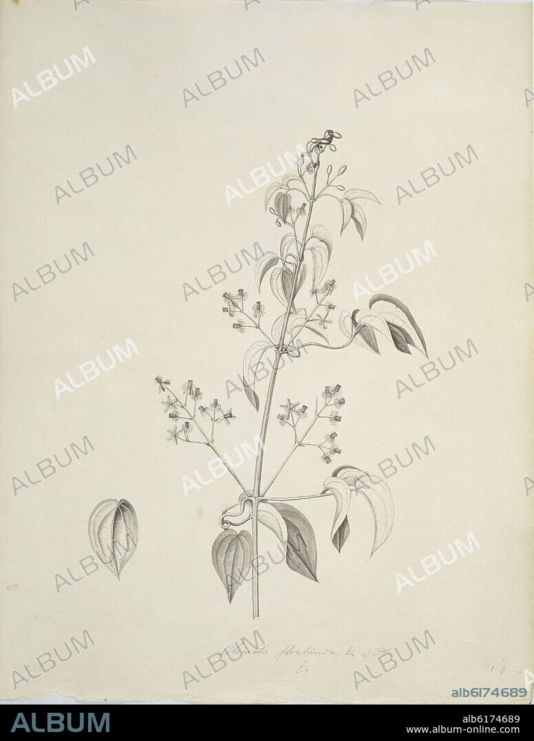 CELESTINO MUTIS. FLORA DE LA REAL EXPEDICION BOTANICA DEL NUEVO REINO DE GRANADA - CLEMATIS FLORABUNDA - DIBUJO PREPARATORIO - SIGLO XVIII.