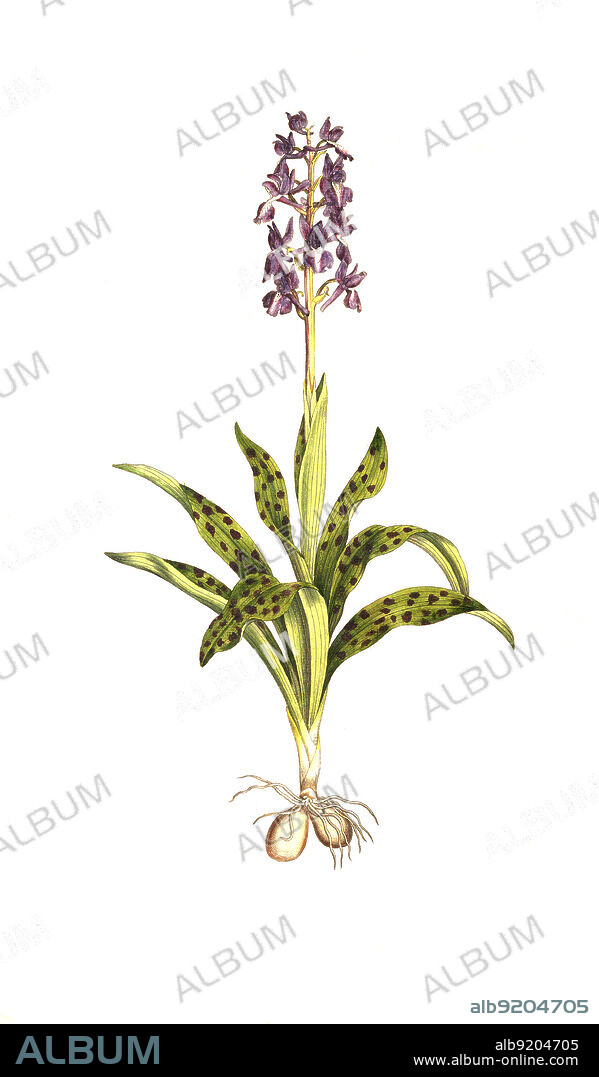 Männliches Knabenkraut, Orchis mascula, auch Stattliches Knabenkraut, Manns-Knabenkraut und Kuckucks-Knabenkraut / Orchis mascula, the early-purple orchid, early spring orchis, historical, digital improved reproduction of an original from the 19th century / digital restaurierte Reproduktion einer Originalvorlage aus dem 19. Jahrhundert, genaues Originaldatum nicht bekannt.